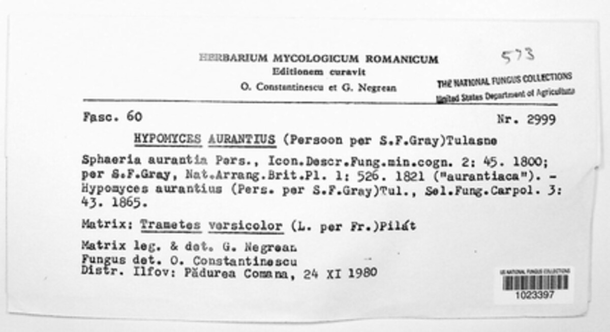 Hypomyces aurantius image